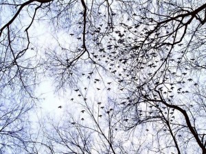 migrazione di uccelli